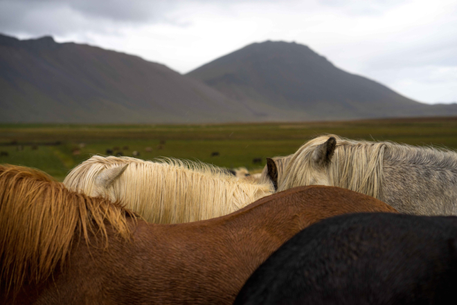 Nick-Turner-Horses-2